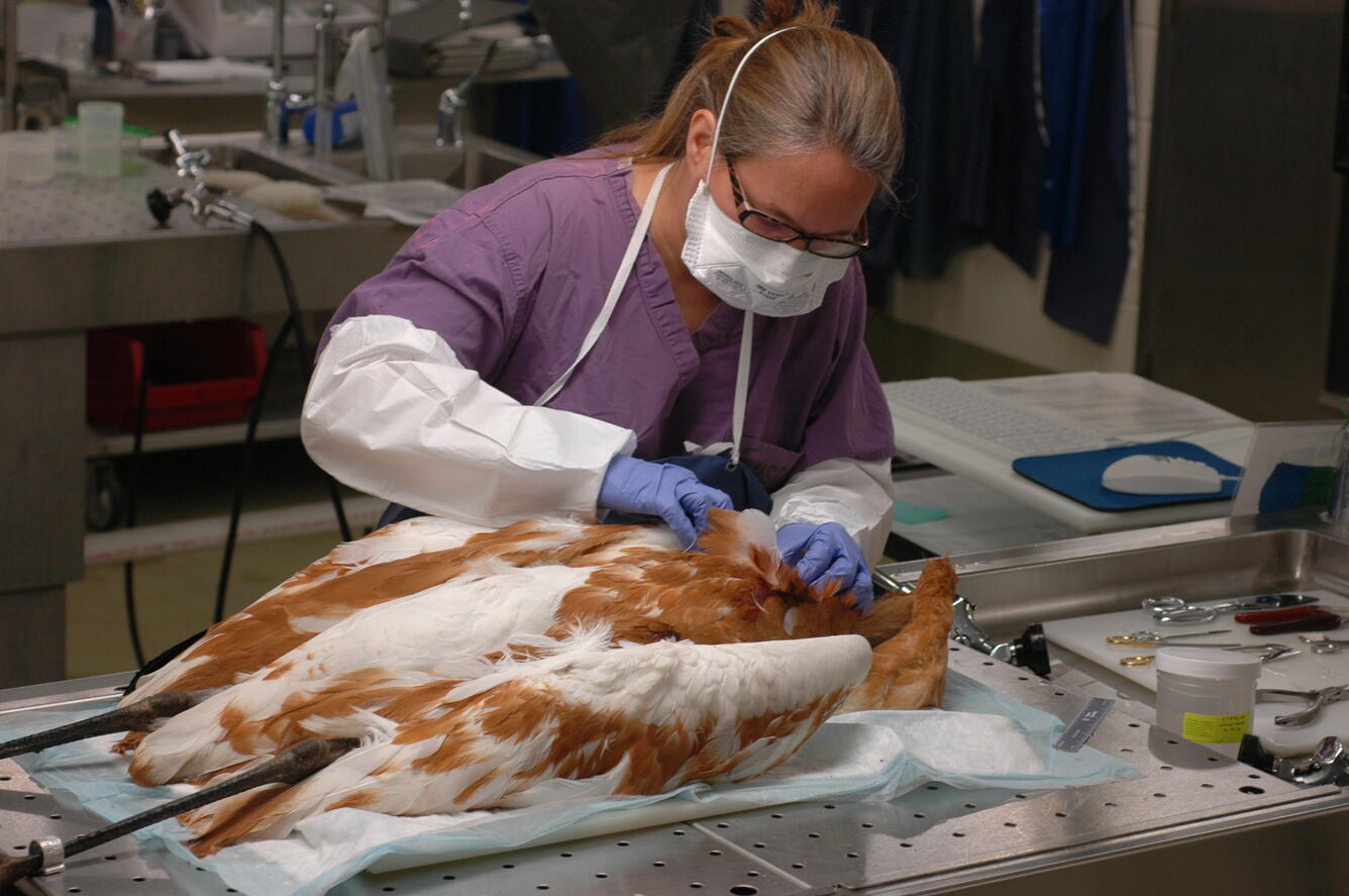 Necropsy & Pathology U.S. Geological Survey